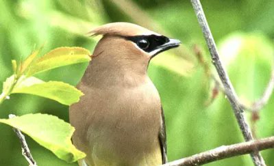 Goodwin Level1 Master Naturalist Program https://t.co/nxjsUELLS9
>mix of indoor presentations & outdoor hands-on field sessions
>6 Saturdays, April-June
>learn to identify, interpret & understand CT's natural resources
>become “Apprentice Naturalists”
>Level II course Fall '22 https://t.co/5BQuJOmLAX