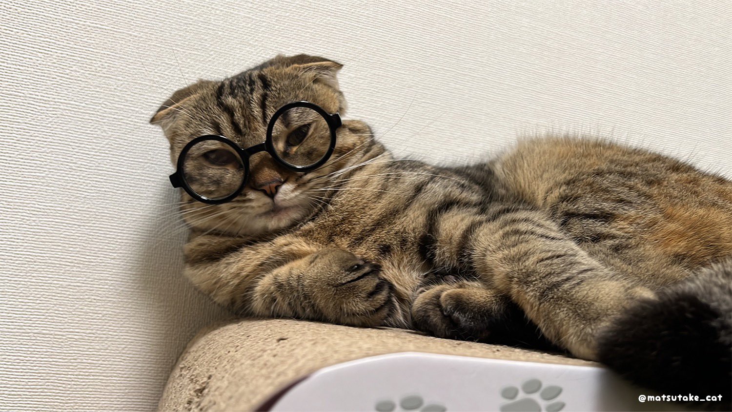まつたけ 新しい動画をアップしました 愛猫にメガネをかけるとつり目になっちゃうのは何で Shorts T Co Xiu4dlnite T Co Kyiep1ahj6 Twitter まつたけ 新しい動画をアップしました 愛猫にメガネをかけるとつり目になっちゃうのは何で Shorts T Co Xiu4dlnite T Co Kyiep1ahj6 Twitter