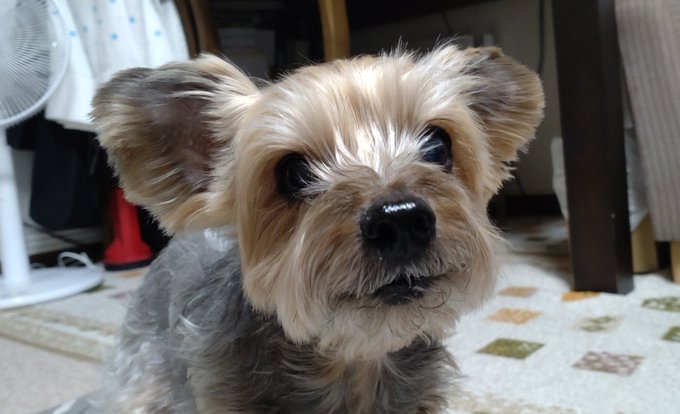 ヨークシャーテリアのtwitterイラスト検索結果 古い順