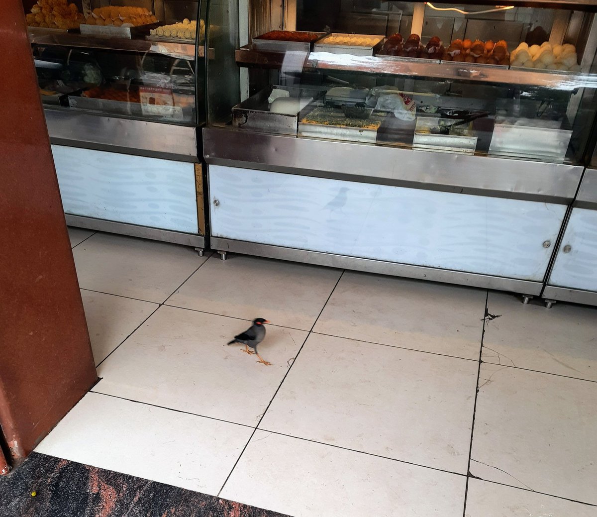 JacquilineS1975's tweet photo. A Bank Myna at a sweet shop...how sweet😊 
#birds #myna #birdtwitter #birdhumour https://t.co/GNIKTG1DPz