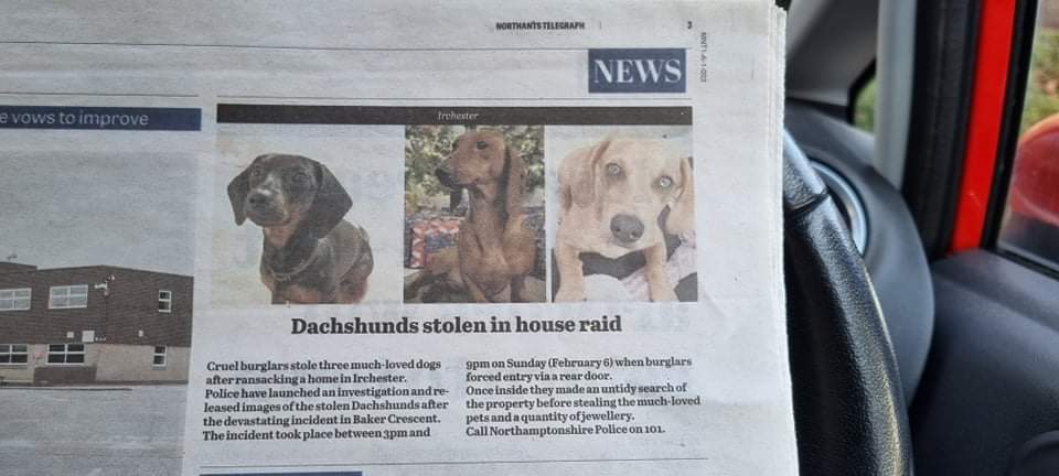beautys_legacy's tweet photo. The girls made the Telegraph today. Please keep sharing and searching for #autistic support dog Nancy and her sisters. 3 #Dachshund females Stolen from their home 06/02/22 #irchester3  #findthemforernie https://t.co/owwSDUtgZR