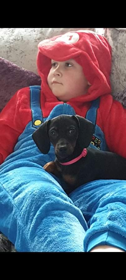 beautys_legacy's tweet photo. The girls made the Telegraph today. Please keep sharing and searching for #autistic support dog Nancy and her sisters. 3 #Dachshund females Stolen from their home 06/02/22 #irchester3  #findthemforernie https://t.co/owwSDUtgZR