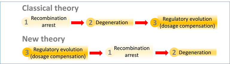 Th_Lenormand's tweet photo. 1/n
Our paper with Denis Roze on a new theory for sex chromosome evolution is out in Science today https://t.co/58j7kOjNqI
see also the nice perspective by @pavitra451
@carl_veller in the same issue
https://t.co/BiMBHBiDLk https://t.co/0KZxRfHQMy