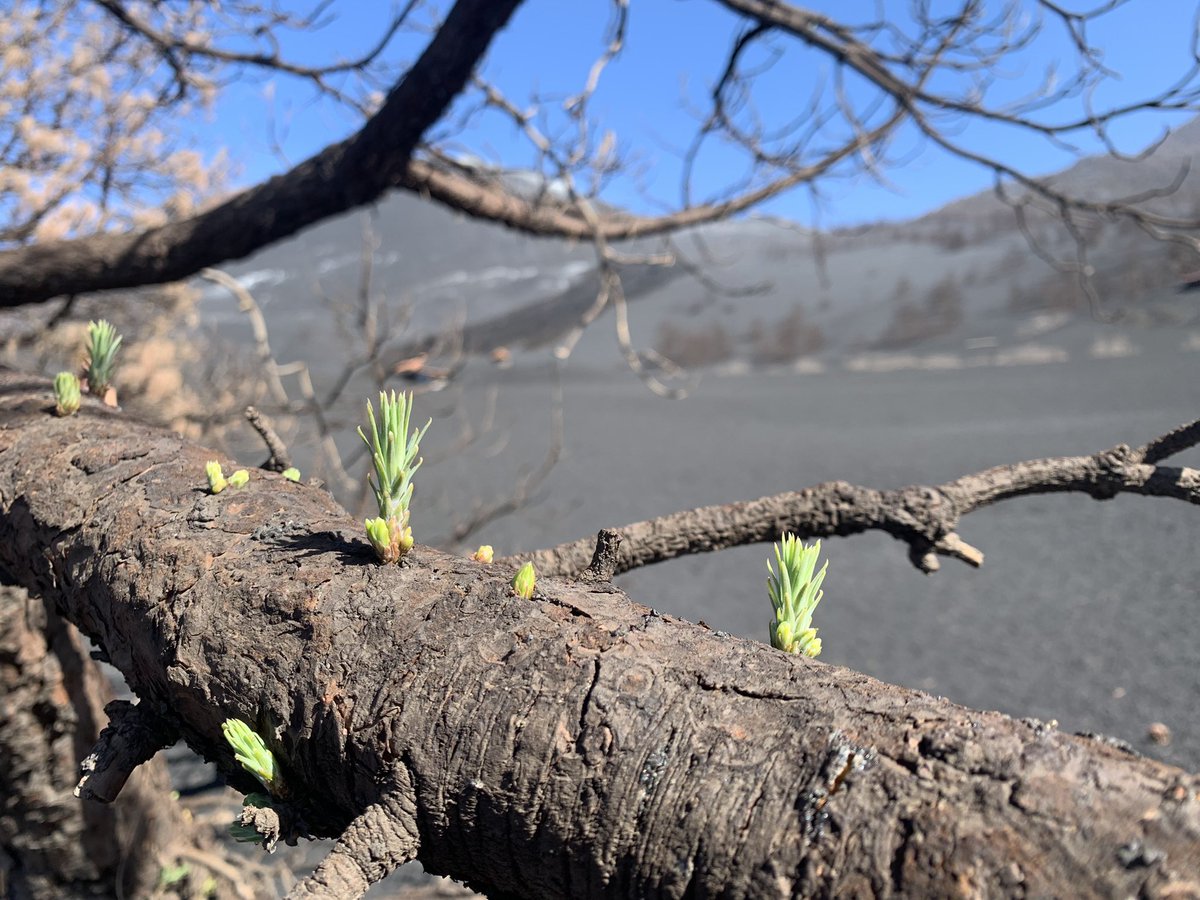 laradiocanaria's tweet photo. 🌱 La vegetación vuelve a la vida después de la erupción volcánica en La Palma.

El vulcanólogo del @IGNSpain, @stavrosmel, comparte estas fotografías que muestran la recuperación.

#InformativosCR https://t.co/bVxMJpcFRq