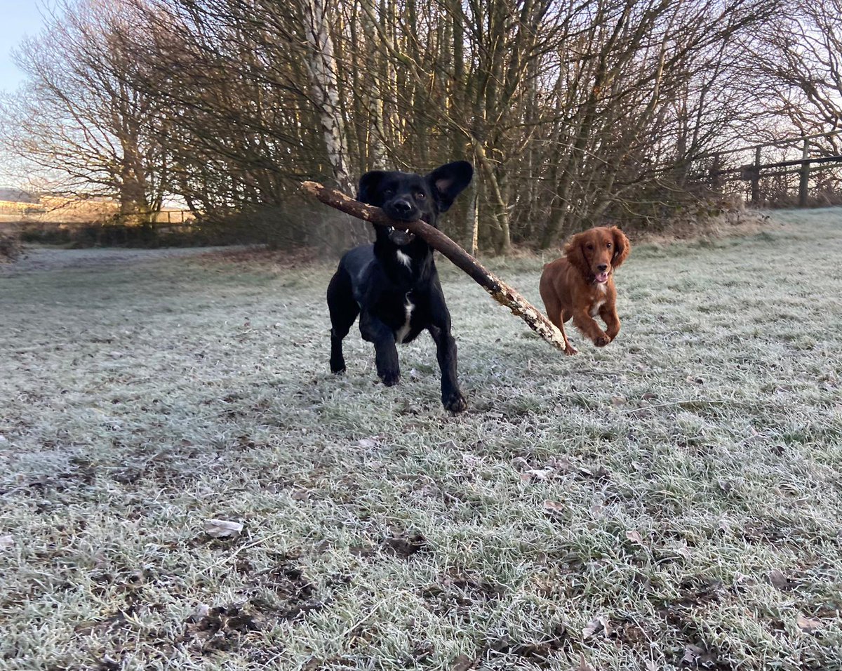 WYPDogs's tweet photo. PD Jet and TPD Chester having a great time on this cold and frosty mornings walk https://t.co/NfJMlzvaZZ