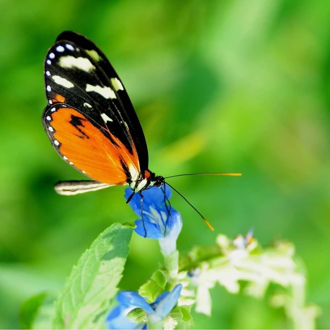 Leo Hens (@leohens57) on Twitter photo 