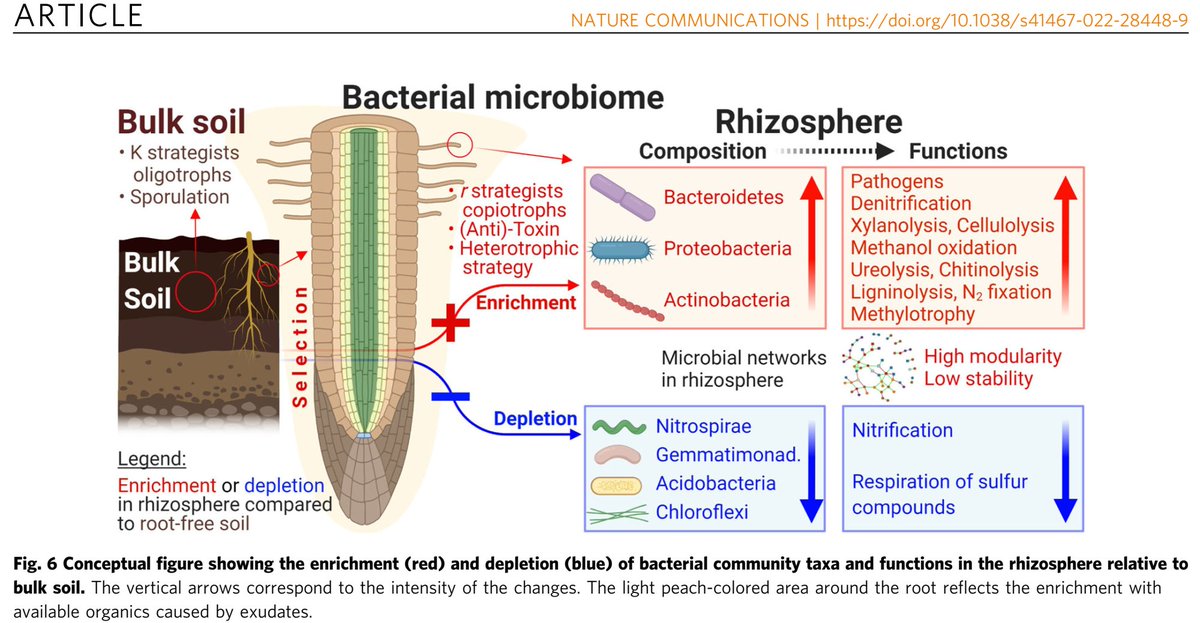FUNDAMENTALS of RHIZOSPHERE #MICROBIOLOGY &amp; #BIOCHEMISTRY
in Nature Communications <a href="/NatureComms/">Nature Communications</a>

Rhizosphere bacteriome structure and functions
doi.org/10.1038/s41467…

#Microbiome #Rhizosphere #Microorganisms #SoilFunctions #Bacteria
#SoilOrganicMatter #SoilNitrogen