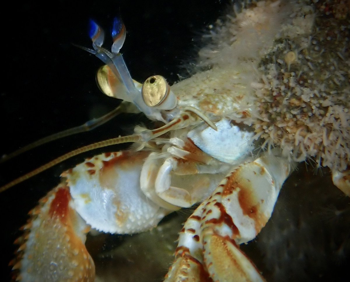 philwilkinson71's tweet photo. Just a little hermit crab (Pagurus bernhardus), but I was pleased with the photo. Night dive with @libbykeatley 😊

#strangfordlough #seasearchni #seasearch #mcs_uk #ulsterwildlife https://t.co/CrtR0JT816