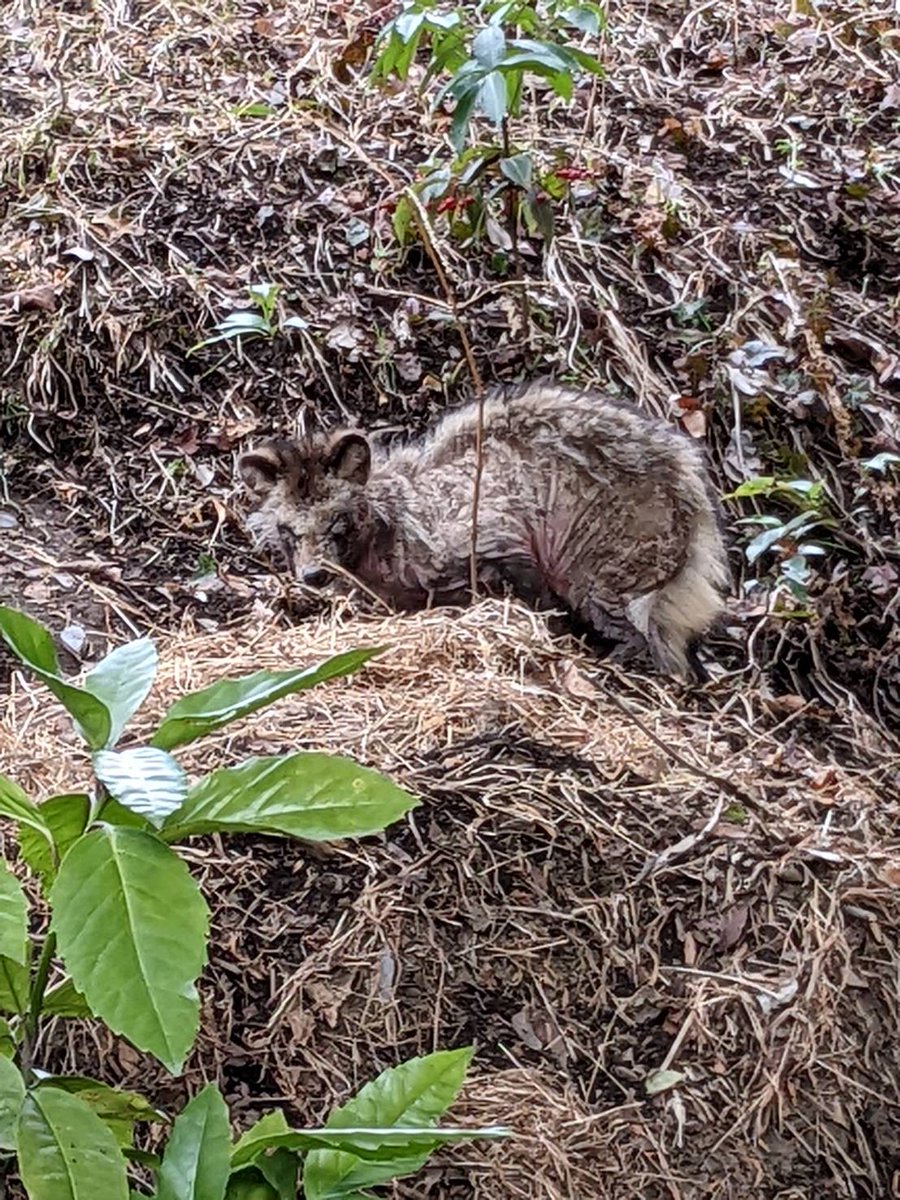 itutabi's tweet photo. 庭に狸？ア���グマ？ハクビシン？
がいたんだけど病気なのか老衰なのか…
痛々しい… https://t.co/I0zcHauJUa