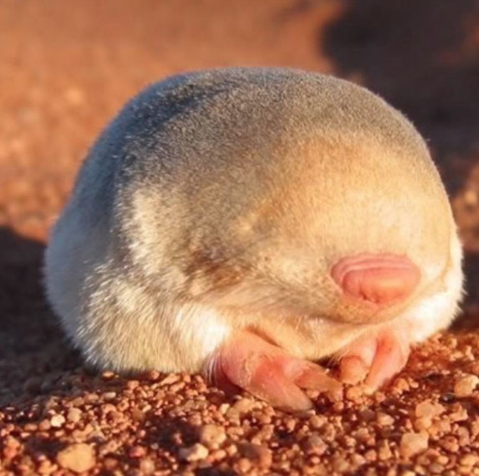 alberto_orgiazzi (@lultimoalbero) on Twitter photo Golden mole, a soil marvel๐๐ค
youtube.com/watch?v=yXSmo2โฆ
Find them in the <a href="/EU_ScienceHub/">EU_ScienceHub</a> global soil biodiversity atlas: esdac.jrc.ec.europa.eu/content/globalโฆ Golden mole, a soil marvel๐๐ค
youtube.com/watch?v=yXSmo2โฆ
Find them in the <a href="/EU_ScienceHub/">EU_ScienceHub</a> global soil biodiversity atlas: esdac.jrc.ec.europa.eu/content/globalโฆ