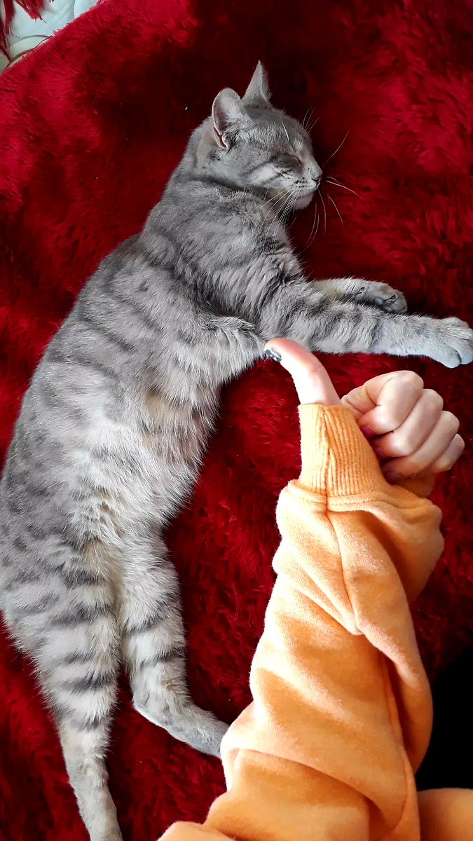 2 saat ortalığın anasını ağlattıktan sonra bizim kedi olur gibi