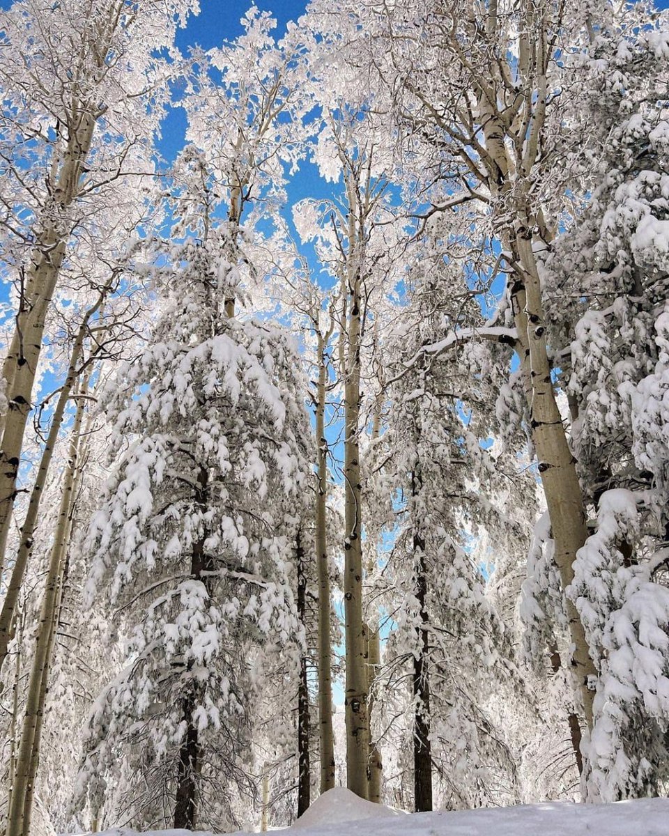 bendmusic's tweet photo. I saw a vast expanse of whiteness between the sky and the earth, and snowflakes fell from the sky. I can't help but think of a poem "Suddenly like a spring breeze comes overnight, thousands of trees and thousands of pears bloom", it's so beautiful! https://t.co/c9n0sU2maF