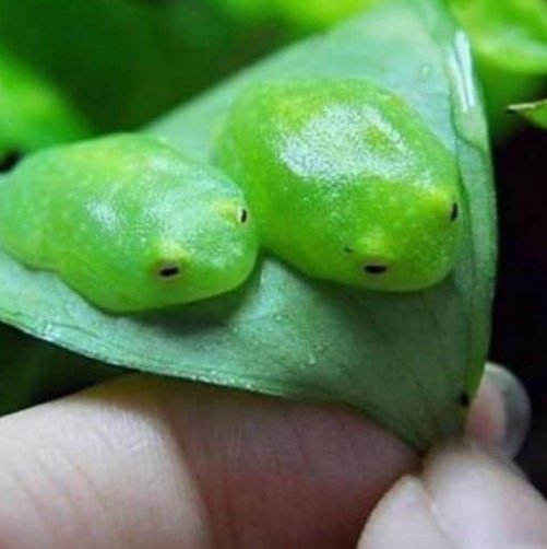 rainbow_explode's tweet photo. 🐸🌿frogs on plants 🌿🐸 https://t.co/C7UT5g8XTB