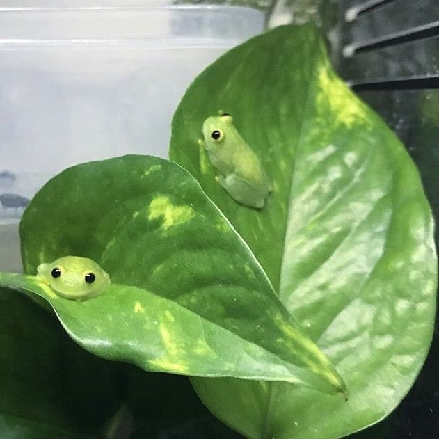 rainbow_explode's tweet photo. 🐸🌿frogs on plants 🌿🐸 https://t.co/C7UT5g8XTB