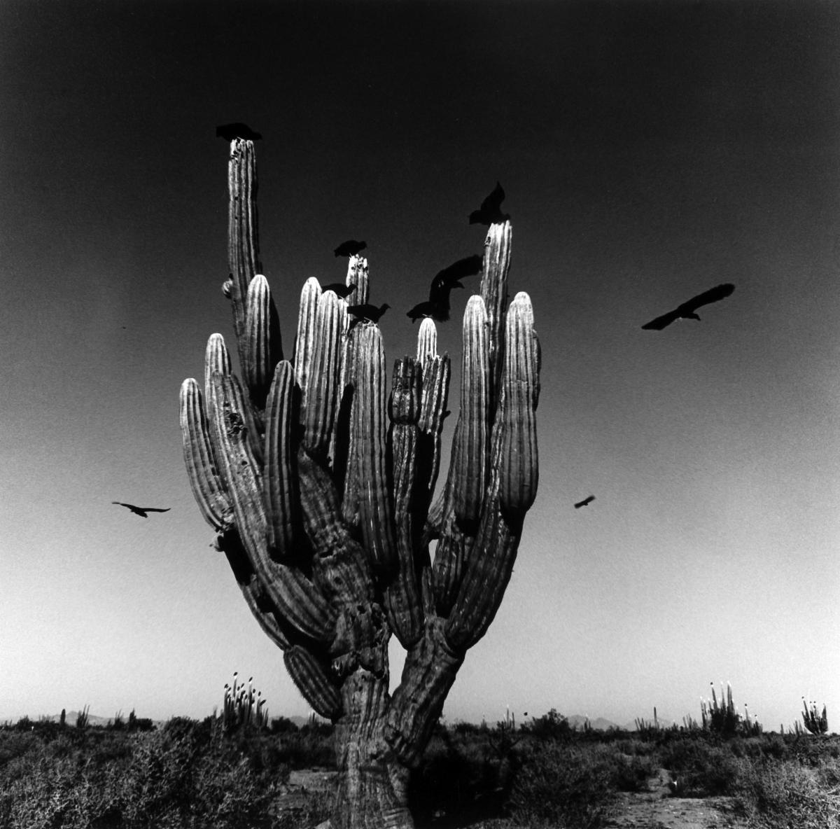 A major exhibition dedicated to Mexican photographer Graciela Iturbide opens today in Paris <a href="/Fond_Cartier/">Fondation Cartier pour l'Art Contemporain</a>. The show comprises around 200 works and focuses on the most recent years of the artist’s career. Full details at fondationcartier.com
Image © Graciela Iturbide