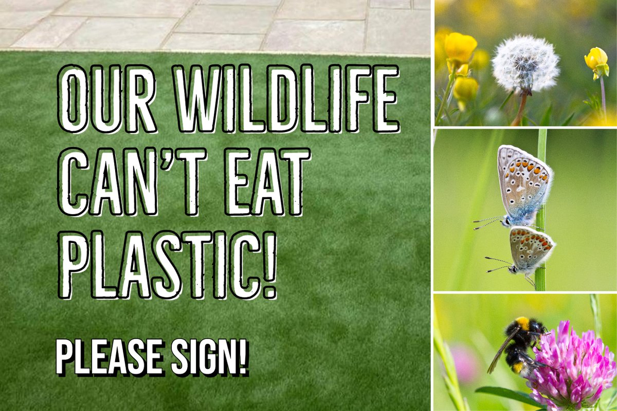 Richard Dowling 🐝 tweet media