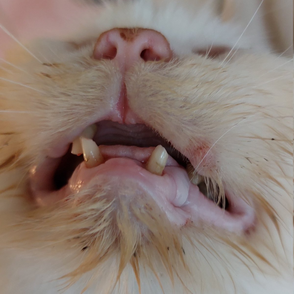 [OPEN DONASI UNTUK BUJI] 

Ini pertama kalinya saya bikin open donasi jadi mohon maaf jika berantakan. Sebelumnya terimakasih untuk temen" yg sudah support Buji hingga saat ini.