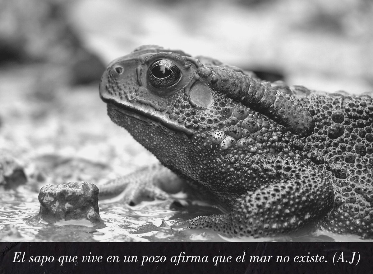 El sapo que vive en un pozo afirma que el mar no existe.
