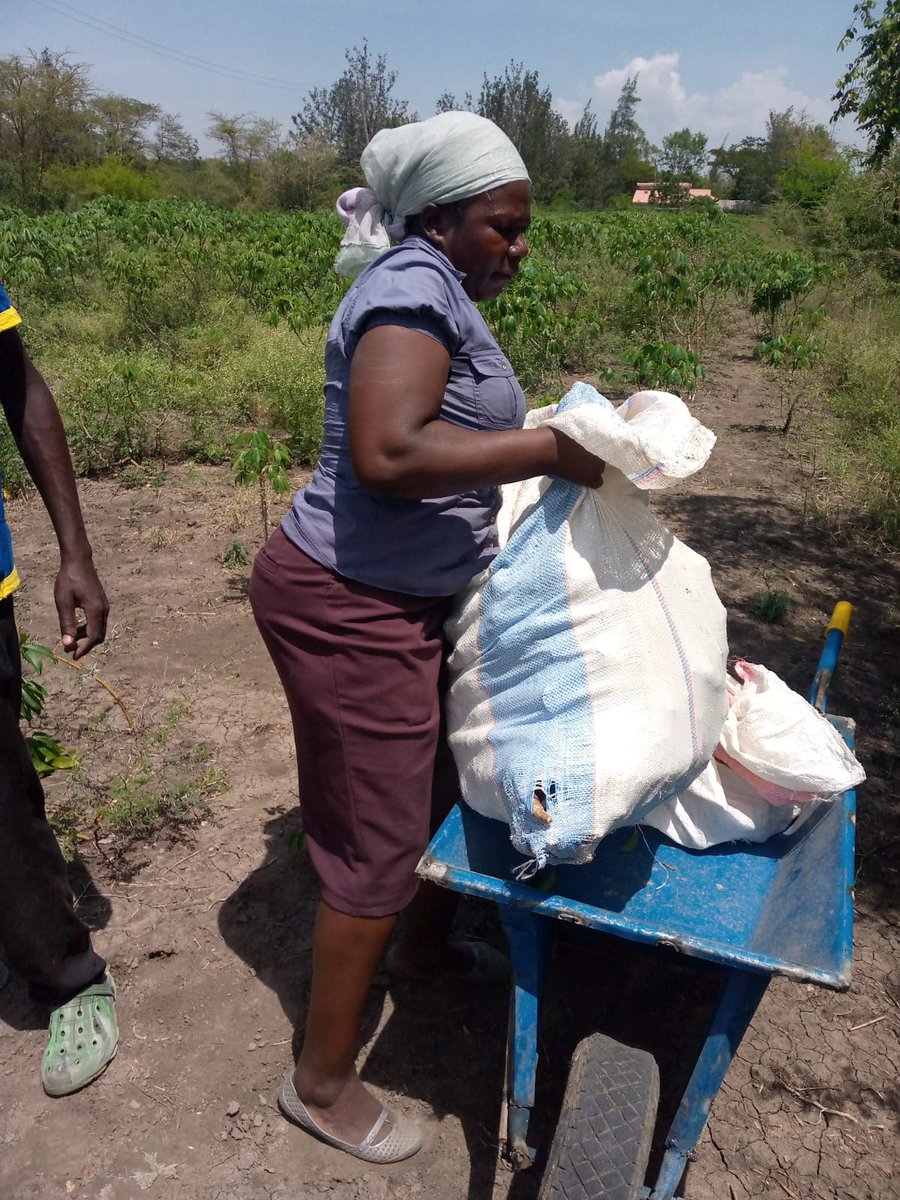 civskenya's tweet image. It is now harvesting time for our #Cassava farmers. Fresh roots and processed products like chips and flour are available in our main storage house in Kisumu. Visit our Resource Centers in Kisumu or contact us to place an order. Thanks to our partner @landsaidev
#FoodSecurity