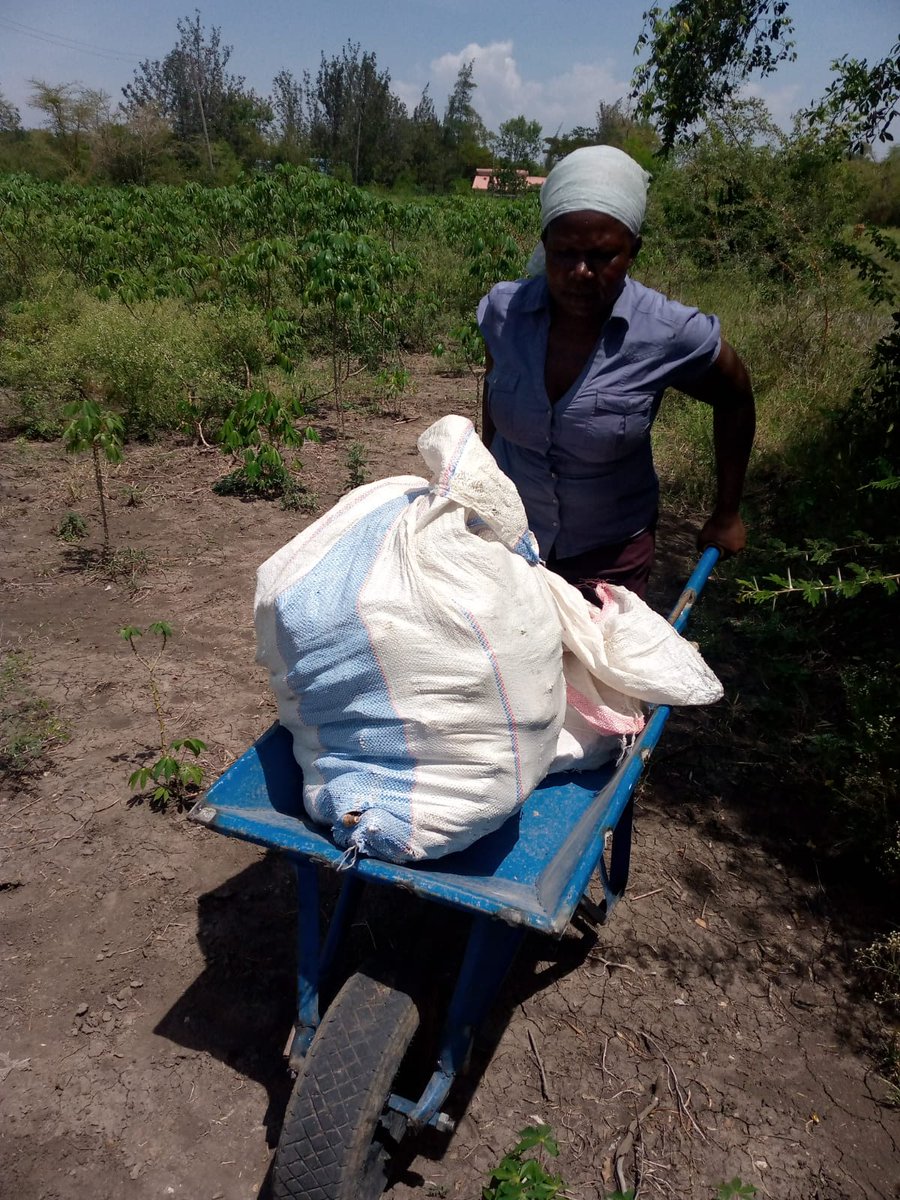 civskenya's tweet image. It is now harvesting time for our #Cassava farmers. Fresh roots and processed products like chips and flour are available in our main storage house in Kisumu. Visit our Resource Centers in Kisumu or contact us to place an order. Thanks to our partner @landsaidev
#FoodSecurity