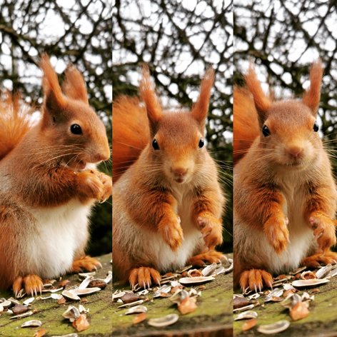 British Wildlife Centre tweet media