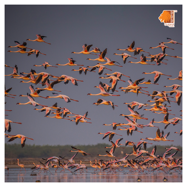 GujaratTourism's tweet photo. Watch the exotic colorful Lesser Flamingoes nestle in the wetlands of Little Rann of Kutch, as they come for their annual visit to the vibrant land of Gujarat. 

@purneshmodi @iArvindRaiyani @hareets @AlokPandey_IAS https://t.co/zayY8oLnrS
