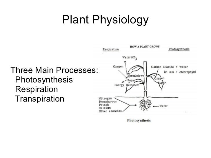 PlantPathologyJ's tweet photo. Journal of Plant Physiology &amp; Pathology 
Impact Factor 0.92* |  ICV : 67.18 | Google Scholar

It is an Open Access Peer Reviewed Journal.
https://t.co/pyLwaXN9Sq https://t.co/PAxLlycbON