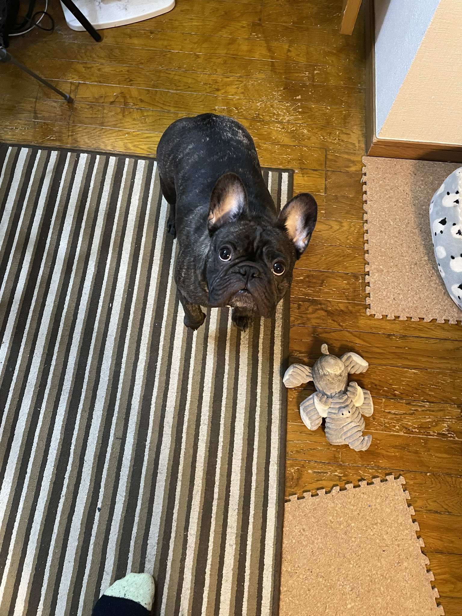 ぎこちゃん 毎日お風呂に入れて欲しそうに付いてくるけど 皮膚が乾燥するので3日に一回のお犬です T Co Uhtbwb4xkx Twitter