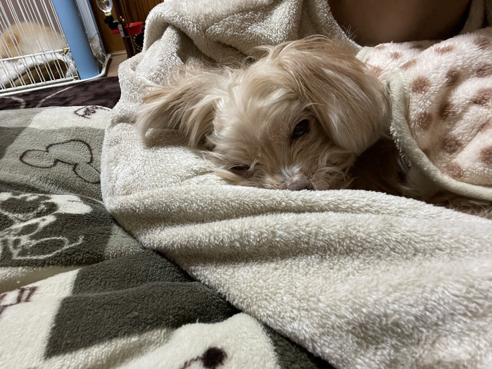 تويتر ぴーやま かいと على تويتر 僕の腕枕で寝る犬かわよ T Co K9xfqcpaxc