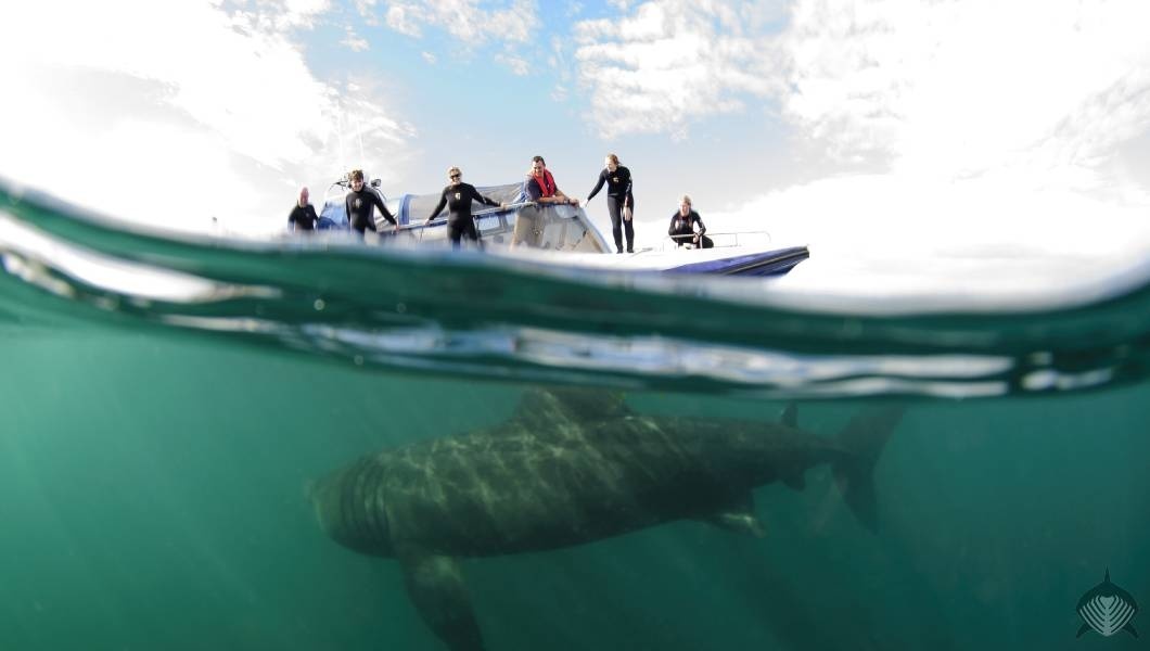 Argyll Holidays (@argyllholidays) on Twitter photo Introducing our newest Friend of Argyll Partner <a href="/BaskingSharkSco/">BaskingSharkScotland</a>
Based in Oban, near Loch Awe Holiday Park, Basking Shark Scotland offer exciting wildlife experiences including swimming with sharks.
Claim your discount when you stay with us ➡️ orlo.uk/Oing3 Introducing our newest Friend of Argyll Partner <a href="/BaskingSharkSco/">BaskingSharkScotland</a>
Based in Oban, near Loch Awe Holiday Park, Basking Shark Scotland offer exciting wildlife experiences including swimming with sharks.
Claim your discount when you stay with us ➡️ orlo.uk/Oing3