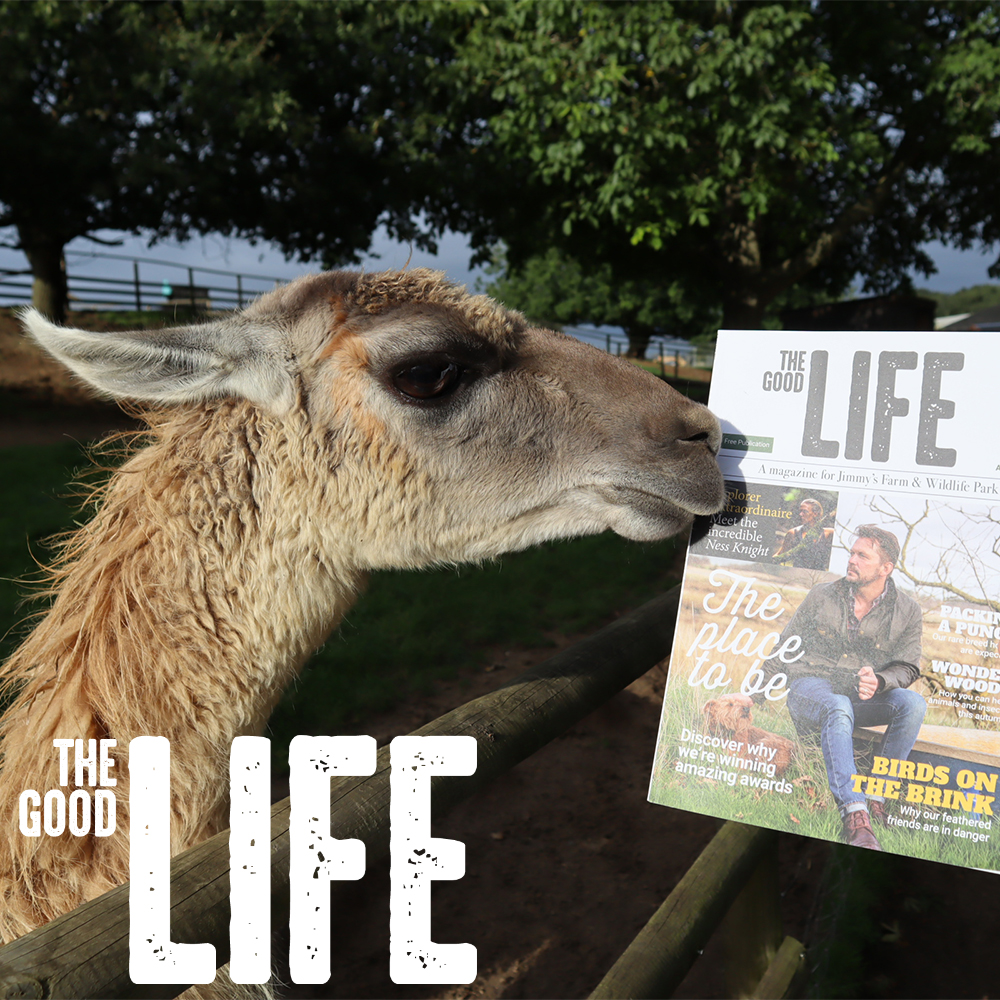 JimmysFarmMag's tweet photo. Looking for something to do this half term? Why not take a look at all the fun activities planned at Jimmy's Farm! 🐏

You can also save 20% off memberships using the code goodlife20 

Pick up your copy of The Good Life magazine whilst you're there! 📖

#jimmysfarm #farmmagazing https://t.co/QgsyVrzl8G
