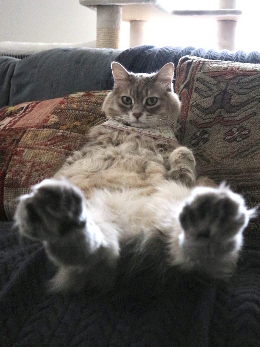 nocoa2525's tweet photo. @catsofinstagram @catsofinstagram #catsofinstagram #twitterweek https://t.co/qqB2XVsm1m