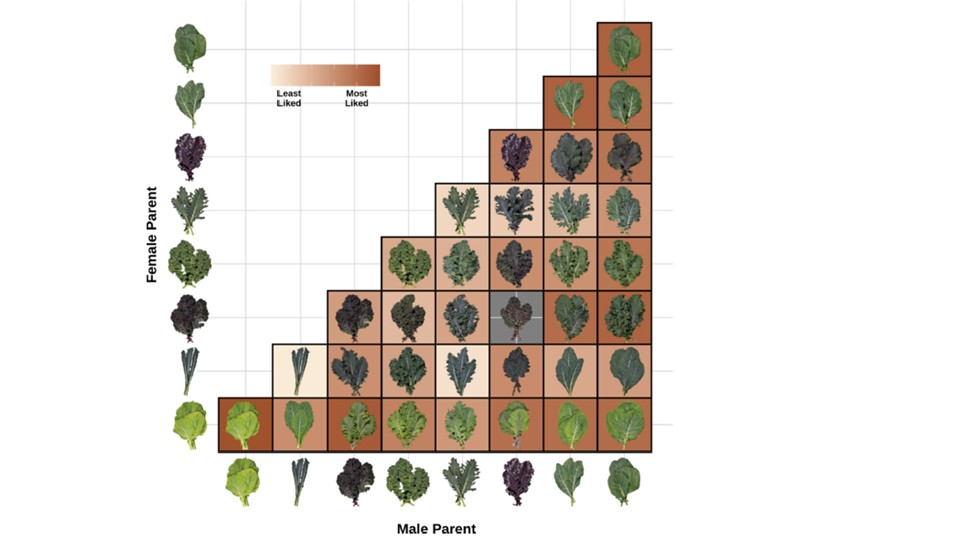CornellCSCU's tweet photo. CSCU Assisted Publication: Genetic components of consumer liking based on visual appearance of leaf types in Brassica vegetables https://t.co/iwJOFzpexC
@CornellCALS @CornellRsrch #CSCUassists https://t.co/j4TN6BTcSR