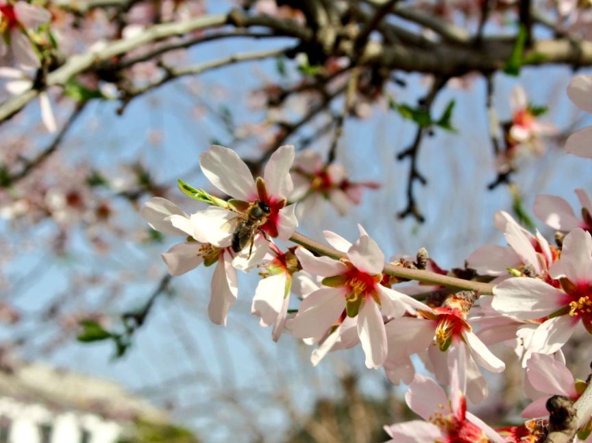 IfapaJunta's tweet photo. 🌸Desde el centro #IFAPA Las Torres-Tomejil (#Sevilla) con estos almendros #marcona en flor, os deseamos un precioso domingo. 😊

📸Las imágenes son de la doctoranda @SarayGGordillo https://t.co/OZoV5MCCMu