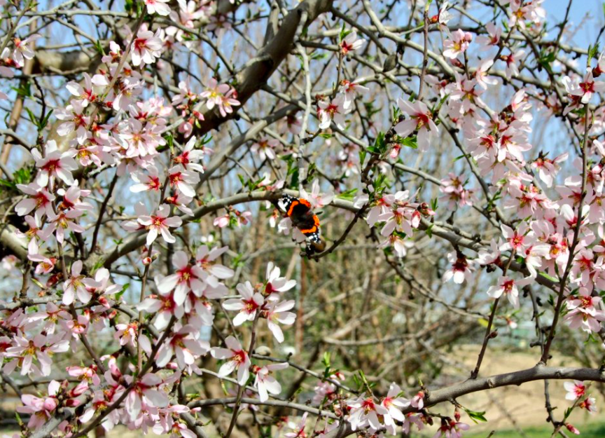 IfapaJunta's tweet photo. 🌸Desde el centro #IFAPA Las Torres-Tomejil (#Sevilla) con estos almendros #marcona en flor, os deseamos un precioso domingo. 😊

📸Las imágenes son de la doctoranda @SarayGGordillo https://t.co/OZoV5MCCMu