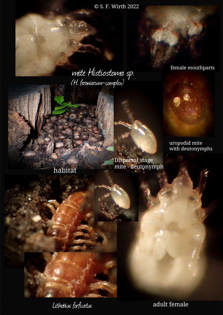 wirthstef's tweet photo. #Mite #Histiostoma sp.(H.#feroniarum complex) is part of my current research.The #phoretic mite is from a #hollowtreestump with acorns.Numerous #deutonymphs sat in largenumbers on Lithobius forficatus (host?) in substrateculture,but also e.g.on uropodids.© #Stefan #F #Wirth 2022 https://t.co/BV1s463g2s