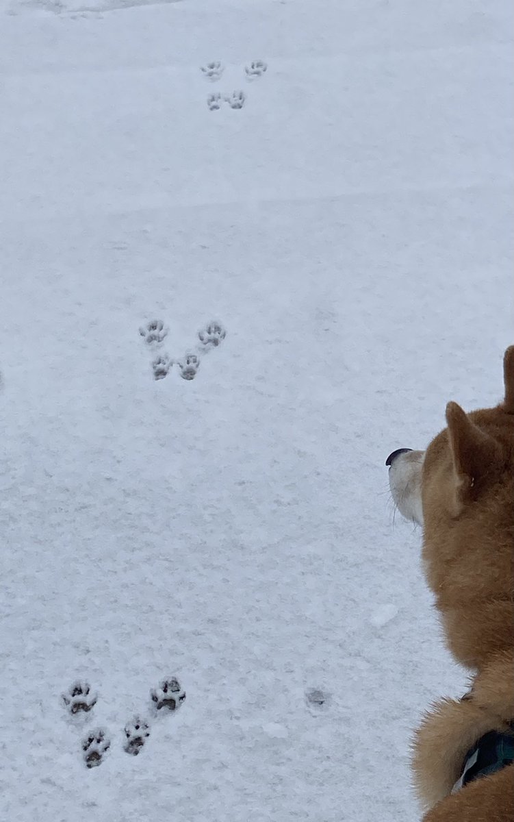 Shiba22395966's tweet image. squirrel’s and dog’s🐾
#shibainu  
#intheUS
#fromJPN
#shiba
#snow