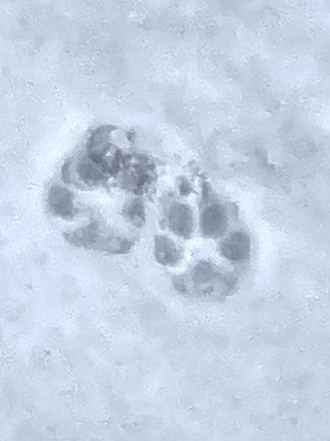 Shiba22395966's tweet image. squirrel’s and dog’s🐾
#shibainu  
#intheUS
#fromJPN
#shiba
#snow