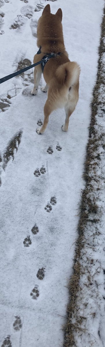 Shiba22395966's tweet image. squirrel’s and dog’s🐾
#shibainu  
#intheUS
#fromJPN
#shiba
#snow
