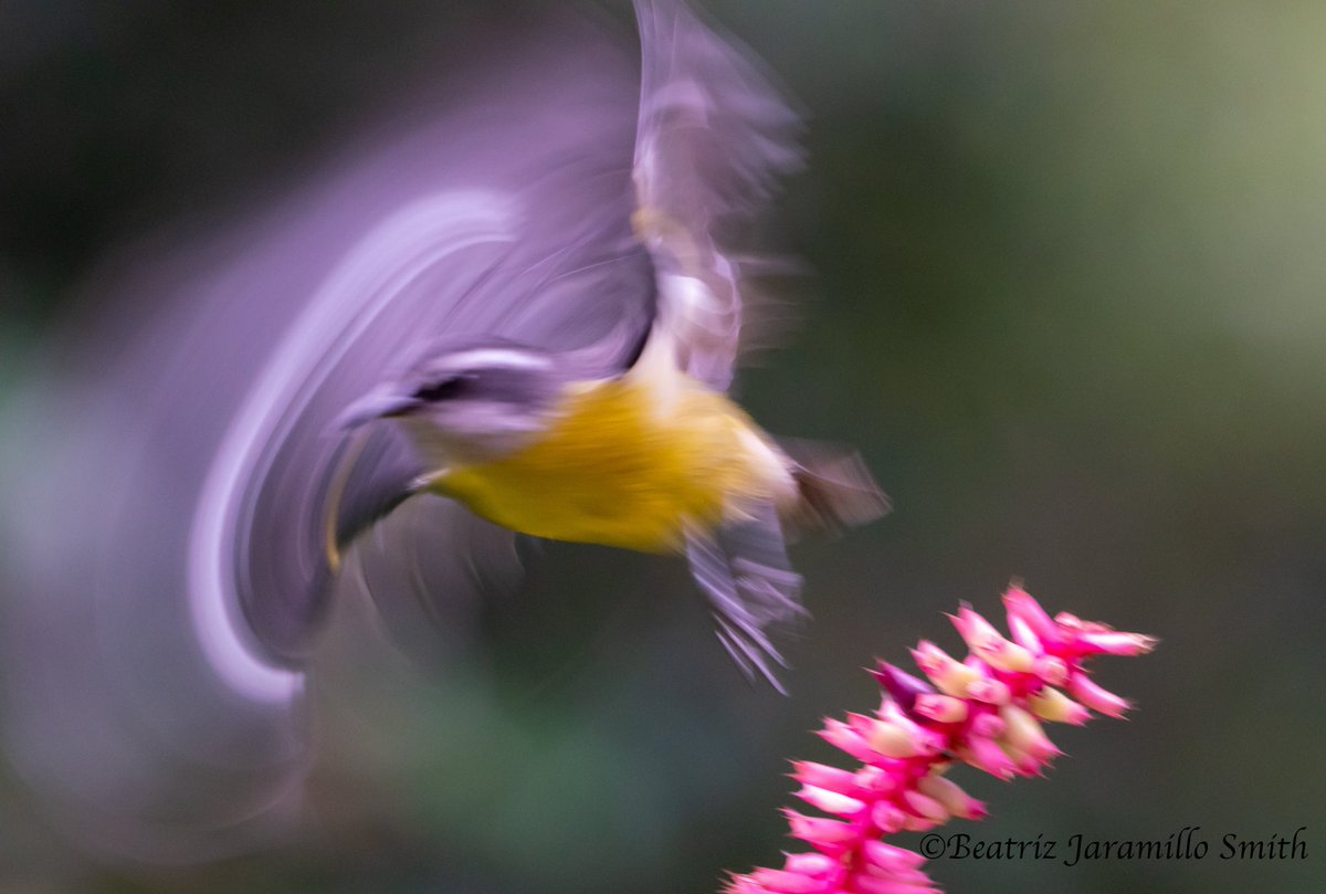 Beatriz Jaramillo Smith tweet media