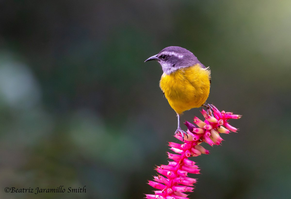 Beatriz Jaramillo Smith tweet media