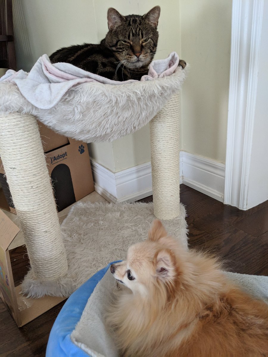 katzemeo's tweet photo. In a dog-eat-dog world, it's sure great to be a cat.  #livingthedream #dontstopbelievin https://t.co/RUam99UDVF
