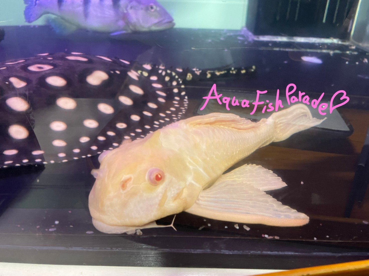 癒しと夢の世界 Aqua Fish Parade Uopii Aquarium Twitter