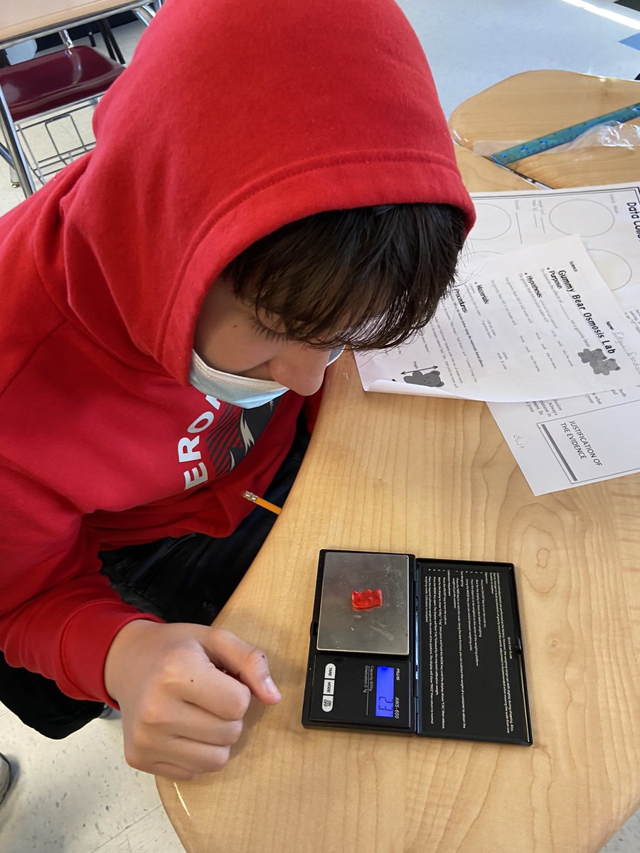 christinaAPMS's tweet photo. Ss use the metric system to explore the effects of osmosis on gummy bears 🐻 🍬 @Asbury_ParkSD #SCIENTIST https://t.co/mZl4FW4SlE