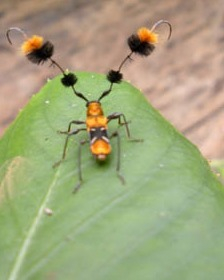 CocoboloNature's tweet photo. There is no lack of weird and wonderful insects at Cocobolo but this is surely one of our favourites. With those pipe cleaner antennae it really stands out. A long horn beetle (Cosmisoma plumicorne)
Photo Credit: Michael Roy
#entomology #wildlife #wildlifephotography #rainfores https://t.co/Km8TWWBMgO