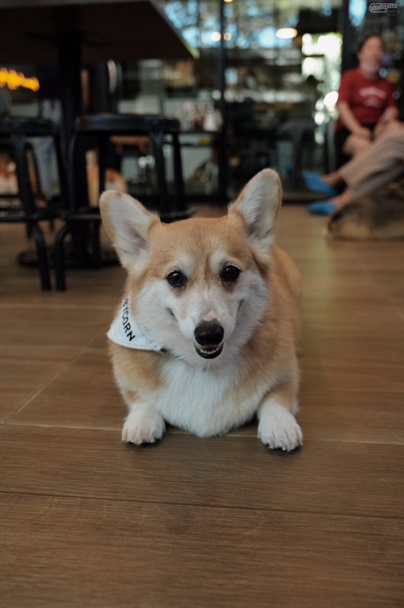 DoublechinD's tweet photo. Corgi in the Garden

คาเฟ่น้องหมาคอร์กี้ ย่านกัลปพฤกษ์ ทาสคอร์กี้ต้องไม่พลาดความน่ารักของน้องๆ ตอนนี้ปรับเวลาใหม่ ไปหาน้องๆกันได้ตั้งแต่ 11 โมง - 6 โมงเย็น แบบจุใจไม่จำกัดเวลา

📍กัลปพฤกษ์
@aroii @foodblogbkk @Kin24hrs https://t.co/ExF4R3tm0r