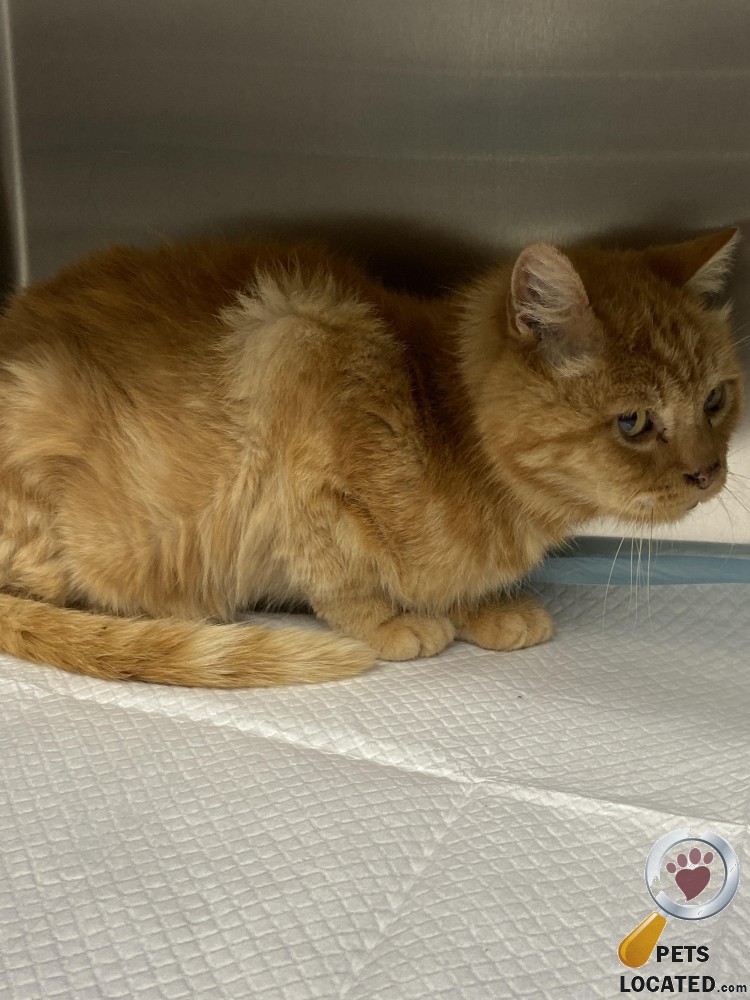PetsLocated's tweet photo. Ginger/Orange Cat found in Bingley, Bradford (BD16) on 11th February 2022 #foundcats #foundpets #animalrescue https://t.co/MOWPYCMNsU https://t.co/AjZ51VMSiB