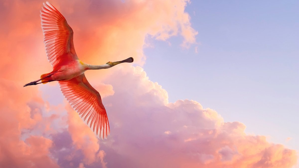 FlamingoCoinASA's tweet photo. Good Morning #AlgoFam and #FlamFam! It is a beautiful day. 

We are absolutely ecstatic to partner with @YieldlyFinance on our LP Pool that goes live next week. What a perfect way to cap off the week!

We hope everyone has a fantastic day!

🦩+🦩 https://t.co/sqcpjhMu8s