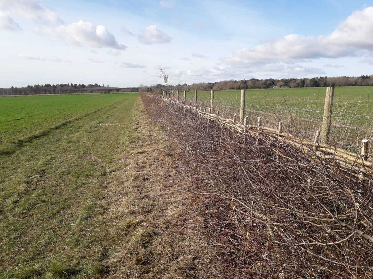 Perfect weather for hedge laying near Arundel today #fwagse #fwagsoutheast #conservation #wildlife #farming #hedgelaying #traditionalskills #howdoyoulayyours