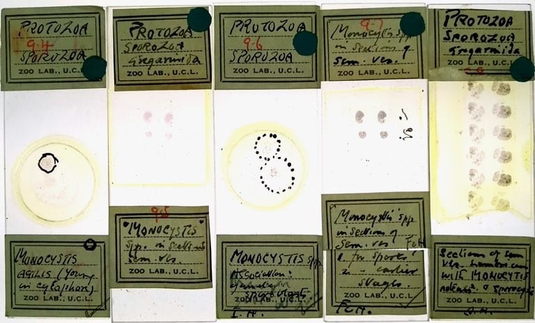 On our balcony at the Grant Museum @UCL are two microscope slide cabinets containing around 400 slides, each one with a brass plaque that reads: The Doris Livingston Mackinnon Collection of Protozoa, University College London. #February11 #WomenandGirlsinScience (1/8)